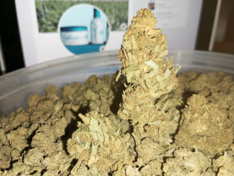 cbd floras1 883x662 768x576
