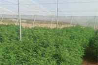 CBD Anbau in Andalusien