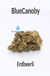 BlueCanoby CBD-Blüten - Erdbeerli