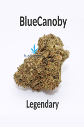 BlueCanoby CBD-Blüten - Legendary