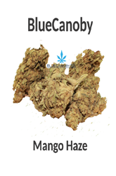BlueCanoby CBD-Blüten - Mango Haze