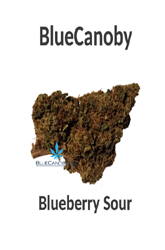 BlueCanoby CBD-Blüten - Blueberry Sour