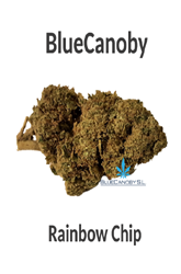 BlueCanoby CBD-Blüten - Rainbow Chip